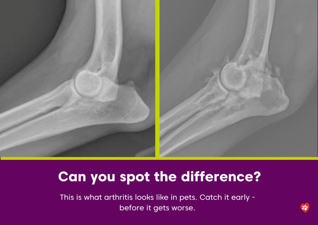 Arthritis in pets: spot the difference