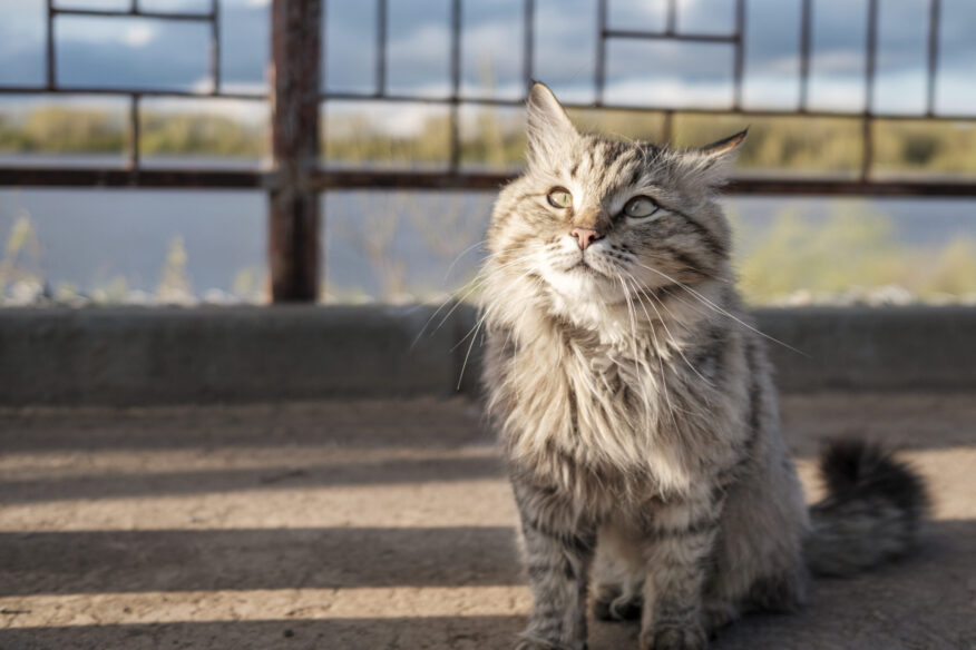 Cat looking into distance - representing hyperthyroidism in senior cats