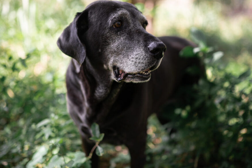 Older dog representing IBD in senior pets
