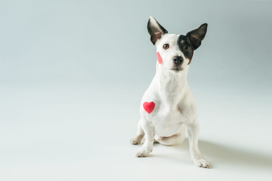 pet heart murmur dog with heart paint