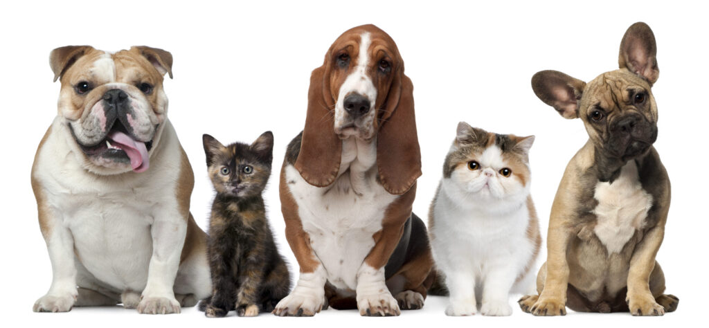 A lineup of happy dogs and cats