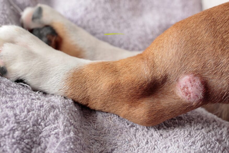 lump on a dog representing lumps and cancer in senior pets