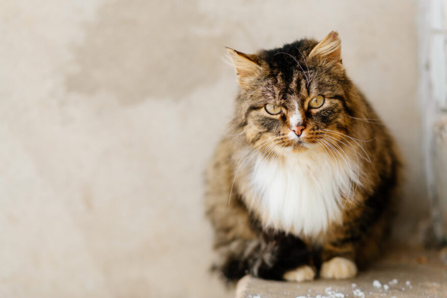 cat looking at camera representing urinary problems in senior pets