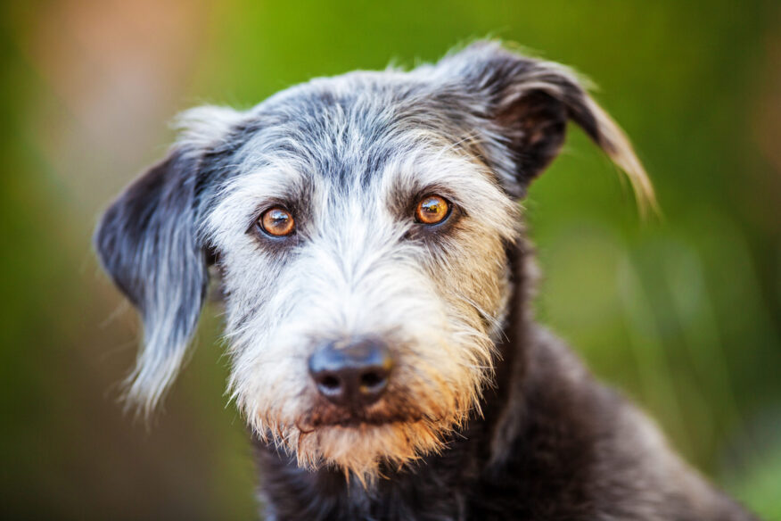 old dog photo representing senior dog excessive thirst