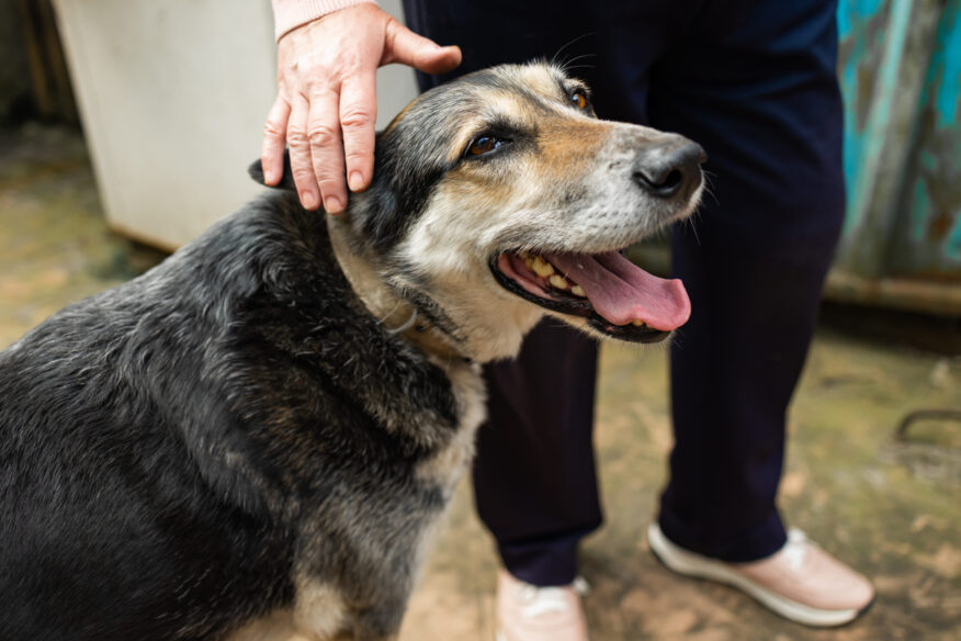 Dog with mouth open being patted, representing senior pet dental care