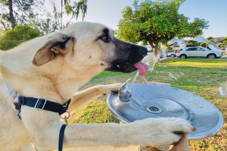 dog drinking water representing kidney disease in senior pets