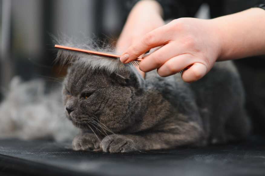 senior pet grooming woman with comb