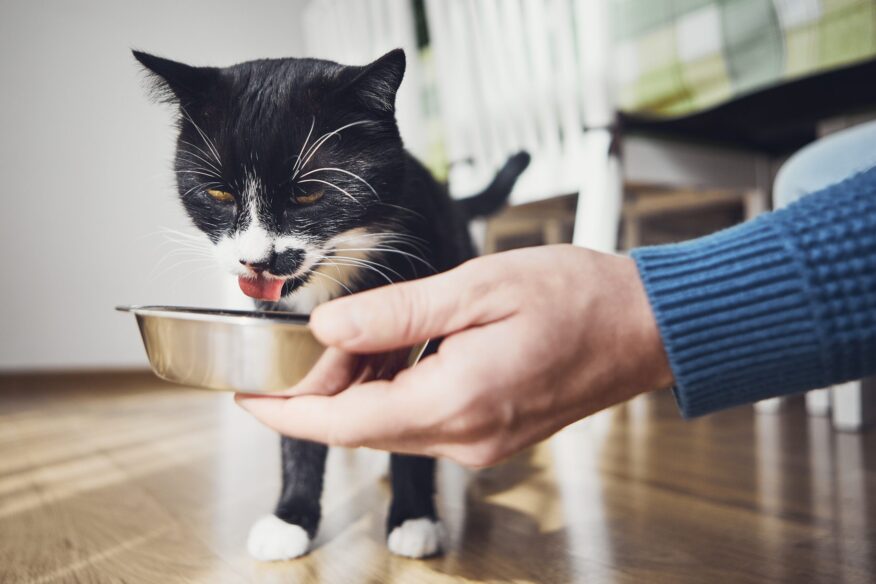 Cat being fed from a bowl by owner, representing best diet for a cat with kidney disease