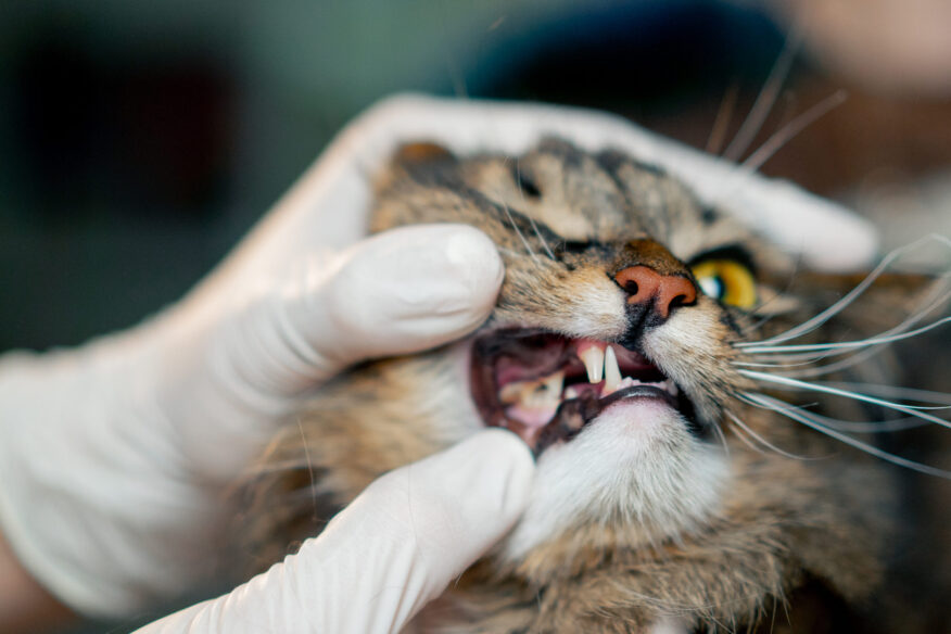 Alt text: Cat dental care in Summer Hill – vet examining cat’s teeth