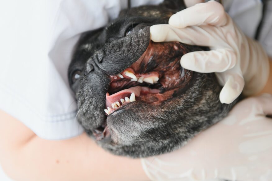 Dog dental care in Summer Hill – vet performing dental check