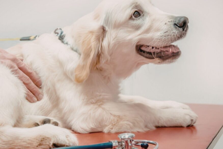Happy dog protected from fleas and ticks with annual injection at Summer Hill Village Vet