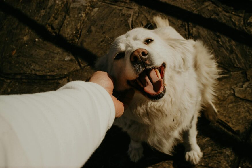 Caring for senior pets