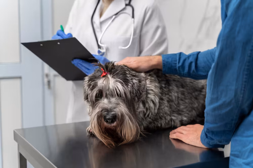 salmonella in dogs