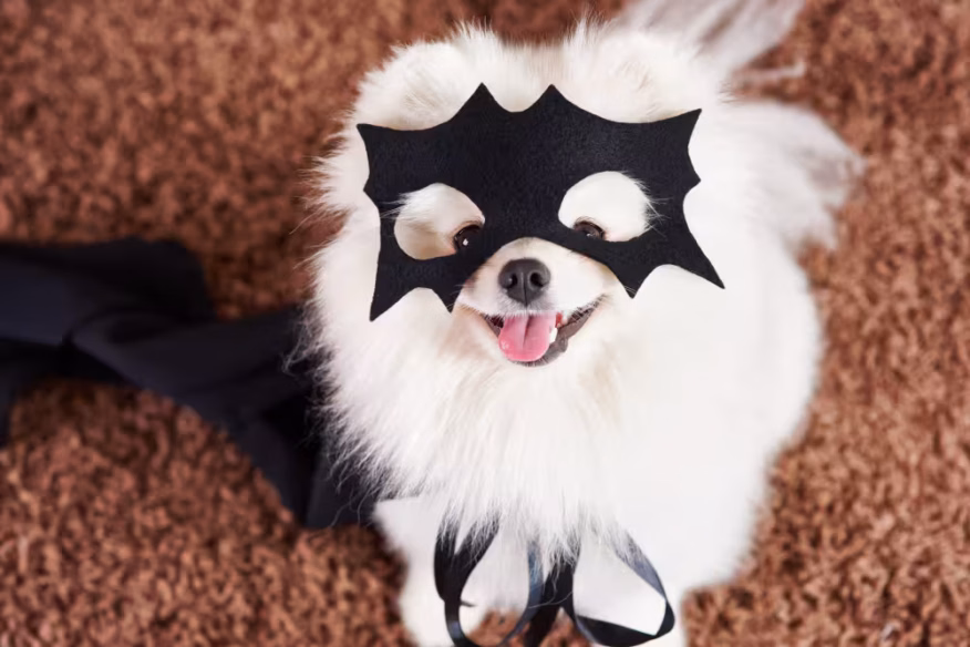 pet with halloween costume