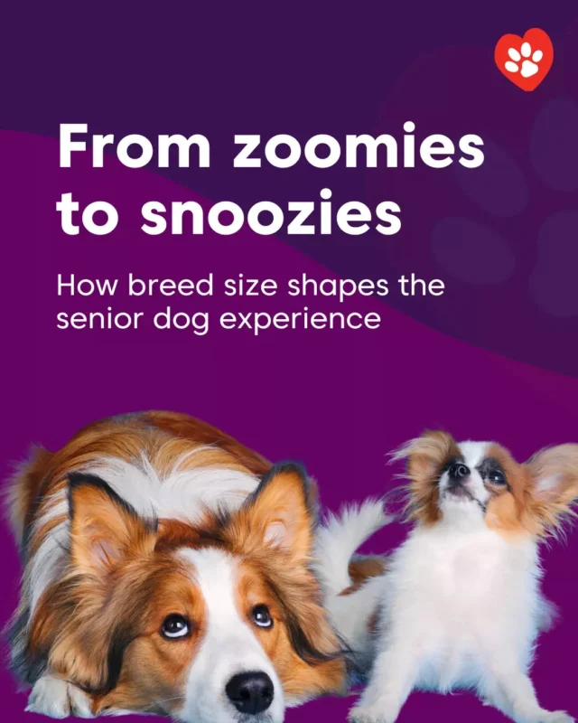 📏 Not all pets age at the same pace.

Did you know large breeds often show signs of ageing earlier than smaller breeds? For example:
– Large dogs may be “senior” by age 6–7
– Small dogs and cats might not show changes until 8–10+

This affects how we monitor joint health, energy levels and disease risk.

We tailor our senior care based on your pet’s breed, size and lifestyle – because every ageing journey is different.

📞 Call (02) 9797 2555 or book an appointment online today for an age-appropriate check-up.

#SeniorPetAwareness #BigDogCare #SmallDogCare #SummerHillVillageVet #BreedSpecificCare