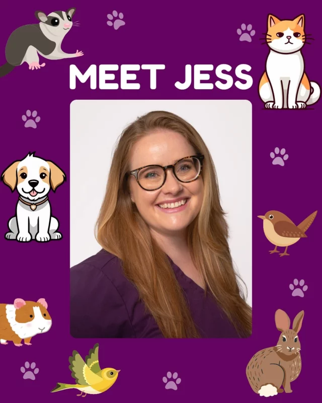 💜 MEET JESS 💜

Jessica is the reception team 2IC and is passionate about supporting staff as the team strives to create a positive, efficient environment for pets and their owners. Jessica is particularly committed to helping pet owners navigate their financial options to ensure their pets are able to receive the veterinary care they need and finds fulfillment in solving the variety of administrative puzzles the busy clinic environment brings. Jessica loves a good belly laugh just as much as she loves her mischievous rabbit, Mr. C, and her high-energy Jack Russell, Billie.