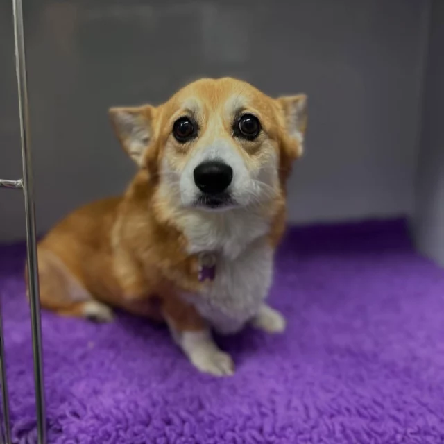Rosie came in for x-rays to help investigate her symptoms. The imaging went smoothly and we will assist in guiding her ongoing care 💜🩻🐶