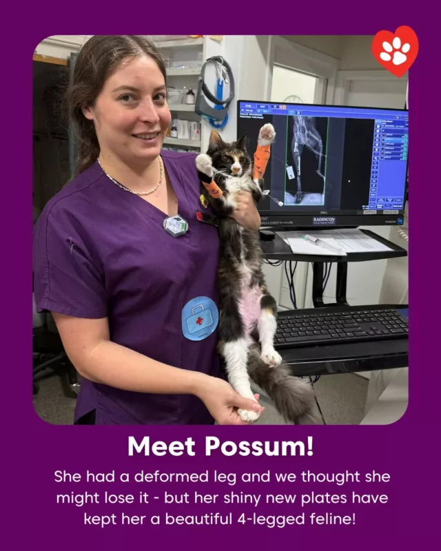 ✨ Miracle Kitty Alert! ✨ Meet Possum! This sweet stray came to us at Summer Hill Village Vet with a deformed hind leg causing her so much pain. We were worried she might lose the limb 😔

But our incredible visiting specialist orthopaedic surgeon, Dr. Andrew, worked his magic. Check out the X-ray showing the plates in her leg keeping her on her feet. Possum is on the road to a 4-legged pain-free life!

We're so proud to be able to offer advanced care like this at Summer Hill Village Vet. Possum's story is a testament to the dedication of our team and the incredible resilience of animals.

#SummerHillVillageVet #MiracleKitty #OrthopaedicSurgery #CatRescue #HappyEnding #VeterinaryMedicine #AnimalCare #BeforeAndAfter #DrAndrew #PossumTheCat #VetLife #AnimalHospital #SydneyVet
