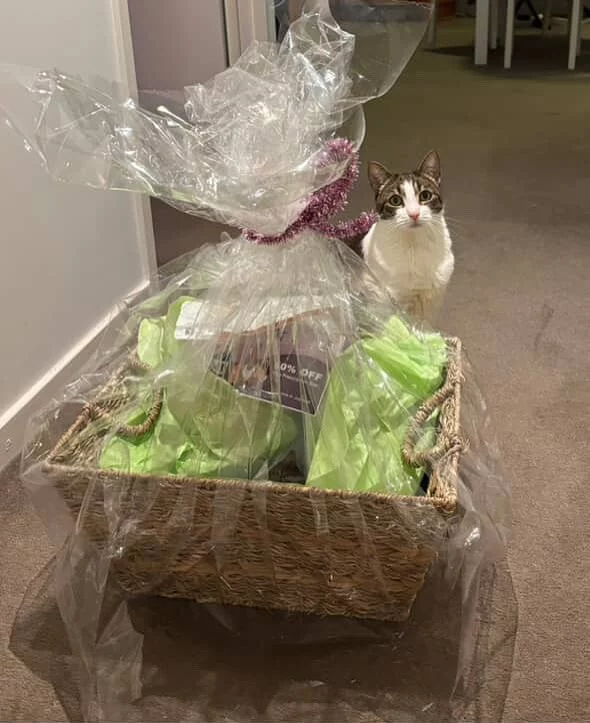 🎉 Meet Lucy – The very first winner of the Senior Month Cat Hamper Giveaway! 🐾

We’re so thrilled she’s enjoying her prize! well deserved, sweet girl! 💜🐱