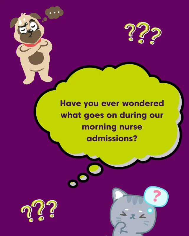 Have you ever wondered what goes on behind the consult doors during our morning nurse admissions before surgery or dental procedures go head??? ⁉️🦷🩻

Well…. this is what ‘Honey’ got up to yesterday morning 😆🤪