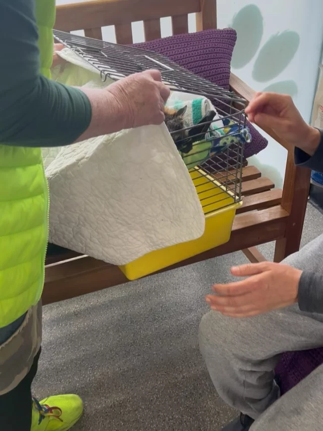 This Grey-headed flying fox - ‘Nara’ was brought in by WIRES carer, ‘Meg’ on Saturday for radiographs with Dr Sandra 🦇🩻🥰