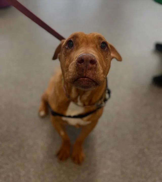 Those eyes!! THOSE PAWS 🥰🤗