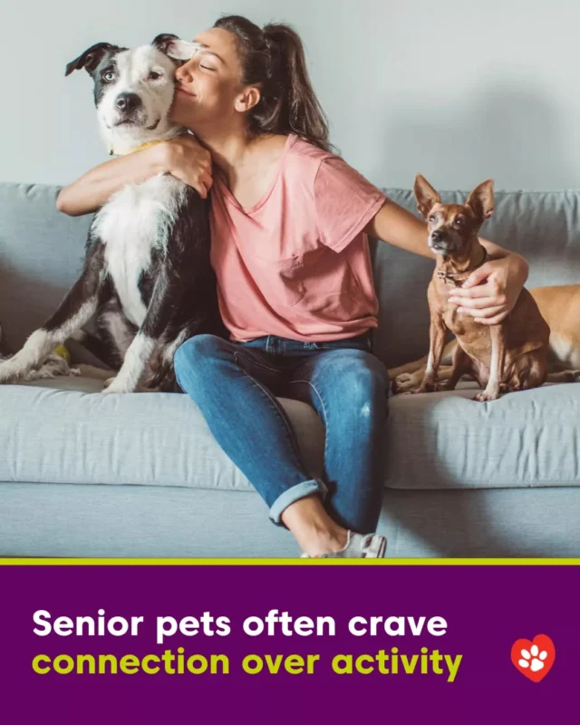They may not run like they used to, but they still love time with you. In fact, they often need it more.

Try:
– Gentle brushing or massage
– Quiet time together on the couch
– Talking to them throughout the day
– Soft toys or scent-based games

Bonding with your older pet isn’t about doing more – it’s about doing what makes them feel safe, loved, and part of your life.

📞 Call (02) 9797 2555 or book an appointment online today for a senior check-up or wellbeing consult.

#GoldenYears #BondWithYourPet #SeniorPetCare #SummerHillVillageVet #PetLove